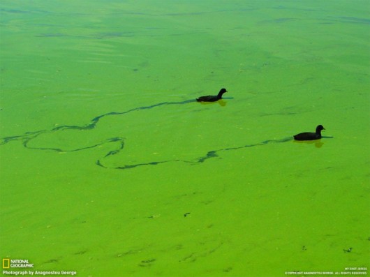 Click to Enlarge - Cool Nature Wallpapers by National Geographic