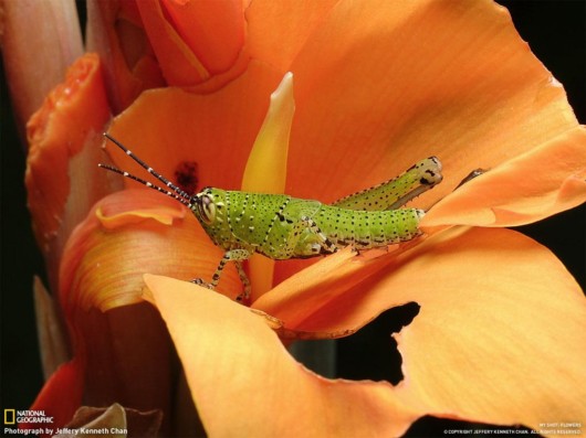 Click to Enlarge - Cool Nature Wallpapers by National Geographic