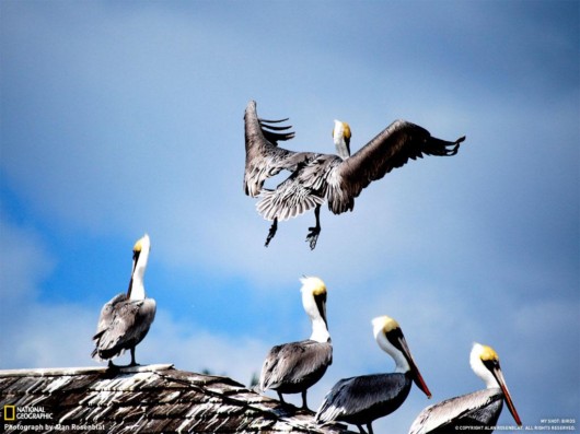 Click to Enlarge - Cool Nature Wallpapers by National Geographic