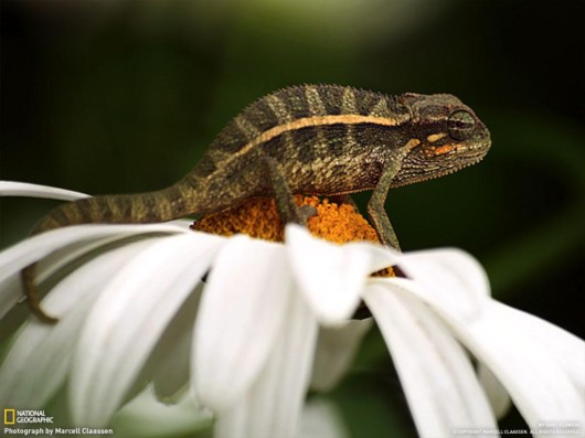 Click to Enlarge - Cool Nature Wallpapers by National Geographic