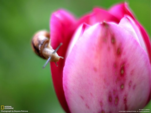 Click to Enlarge - Cool Nature Wallpapers by National Geographic