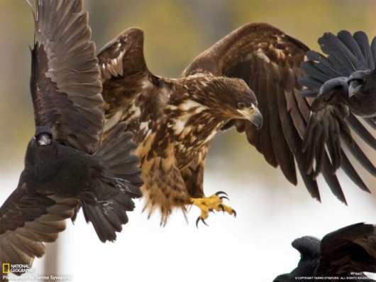 Click to Enlarge - Cool Nature Wallpapers by National Geographic