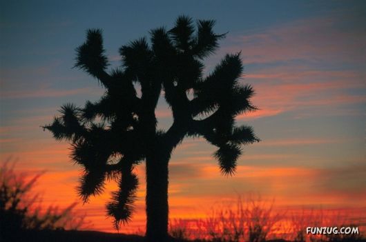 Click to Enlarge - Sun Rise and Sun Set Wals