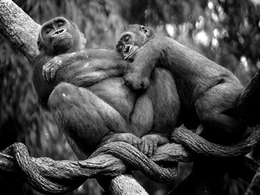 Adorable Animal Pairs in Love