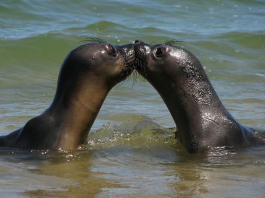 Adorable Animal Pairs in Love