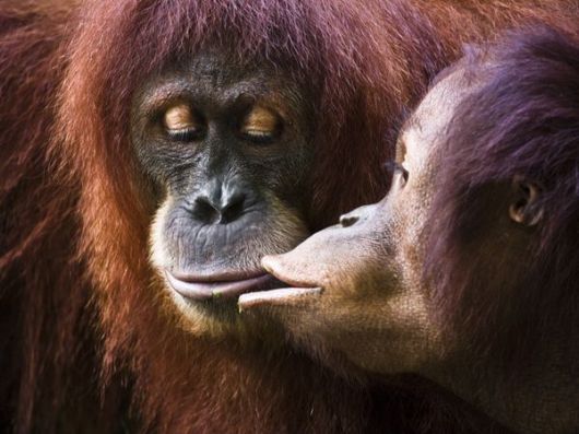 Adorable Animal Pairs in Love