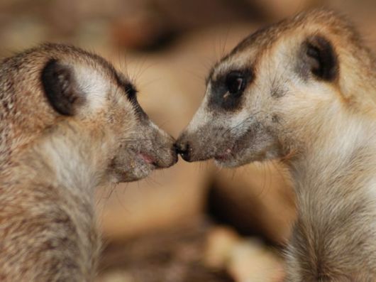 Adorable Animal Pairs in Love