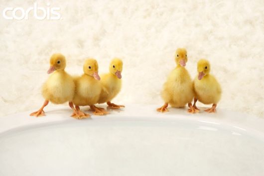 Animals Love Being in a Row