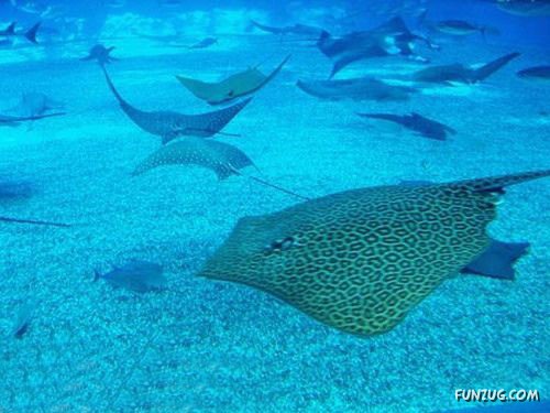 Aquariums from Different Corners of the World