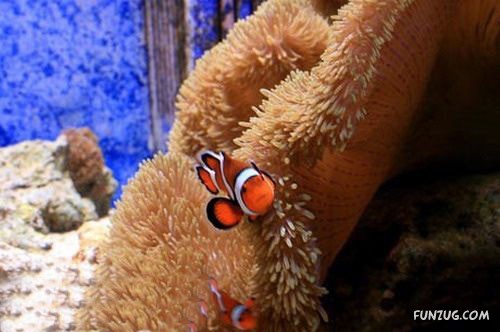 Aquariums from Different Corners of the World