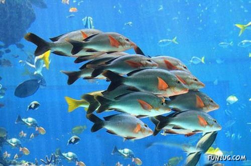 Aquariums from Different Corners of the World