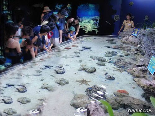 Aquariums from Different Corners of the World