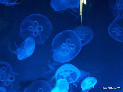 Aquariums from Different Corners of the World