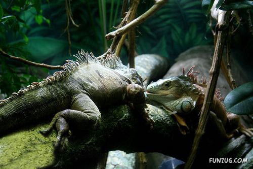 Aquariums from Different Corners of the World