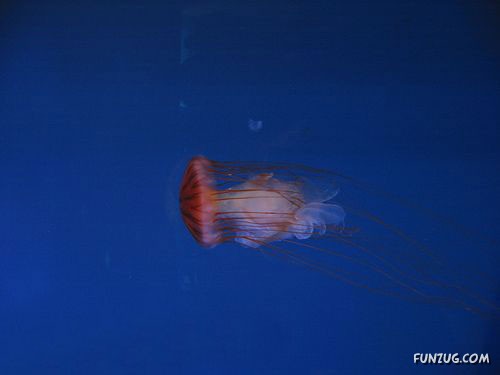 Aquariums from Different Corners of the World