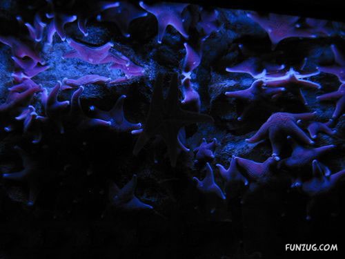 Aquariums from Different Corners of the World