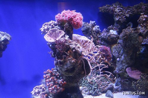 Aquariums from Different Corners of the World