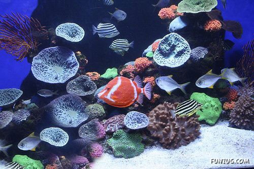 Aquariums from Different Corners of the World