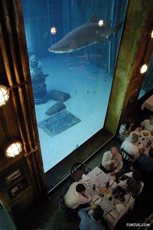 Aquariums from Different Corners of the World