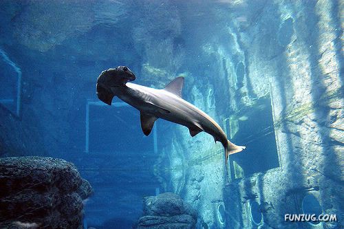 Aquariums from Different Corners of the World