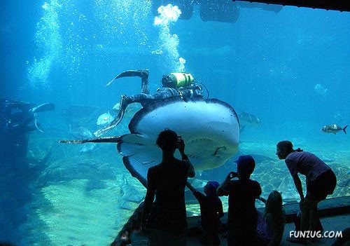 Aquariums from Different Corners of the World