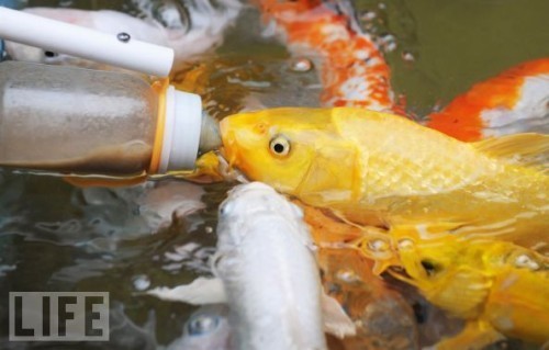 Baby Animals Being Bottle Fed