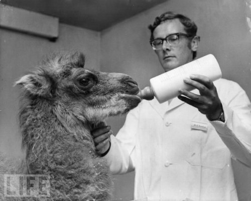 Baby Animals Being Bottle Fed