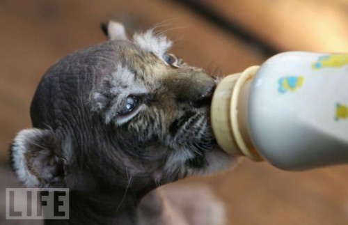 Baby Animals Being Bottle Fed