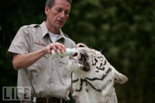 Baby Animals Being Bottle Fed