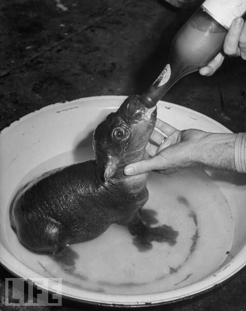 Baby Animals Being Bottle Fed