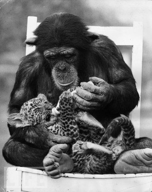 Baby Animals Being Bottle Fed