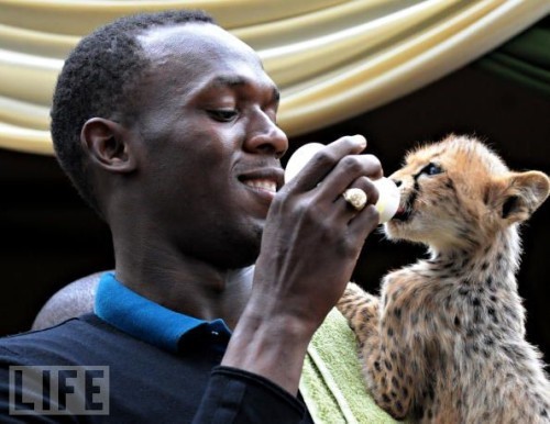 Baby Animals Being Bottle Fed