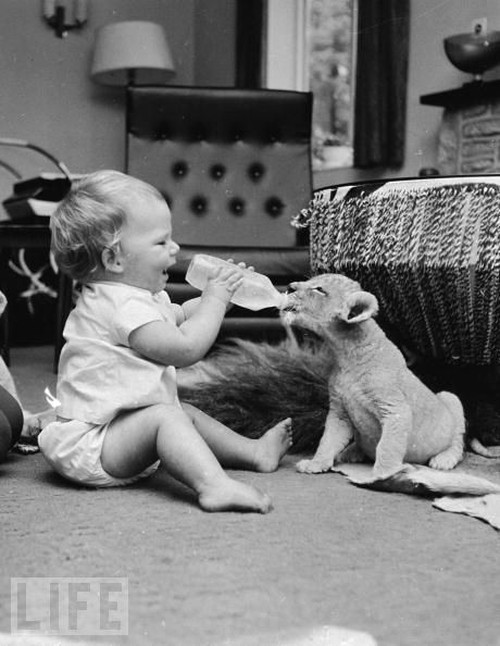 Baby Animals Being Bottle Fed