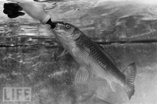 Baby Animals Being Bottle Fed