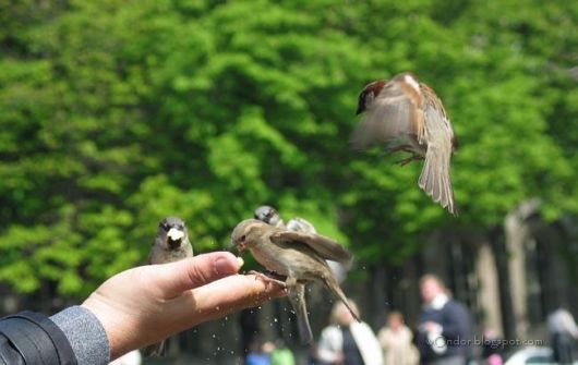 Beautiful Birds Feeding