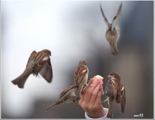 Beautiful Birds Feeding