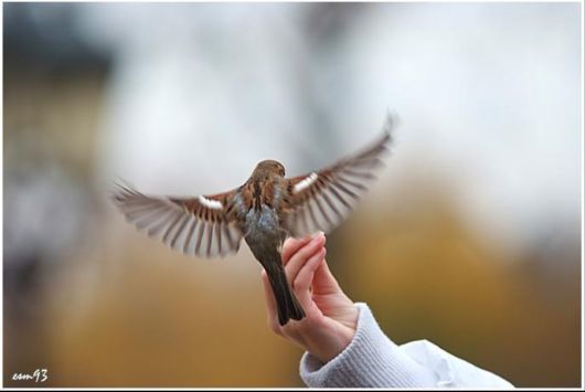 Beautiful Birds Feeding