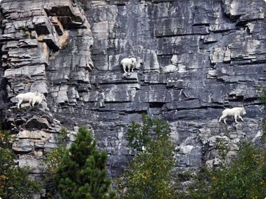 brave_mountain_goats