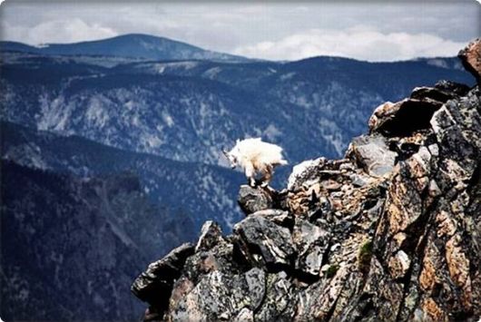 brave_mountain_goats