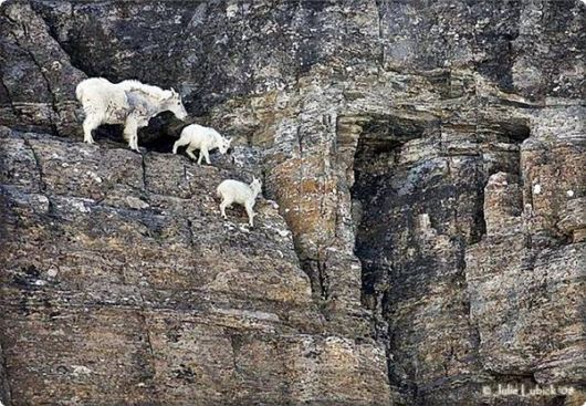 brave_mountain_goats