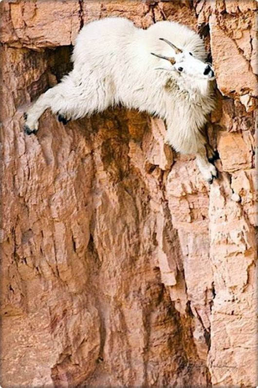 brave_mountain_goats