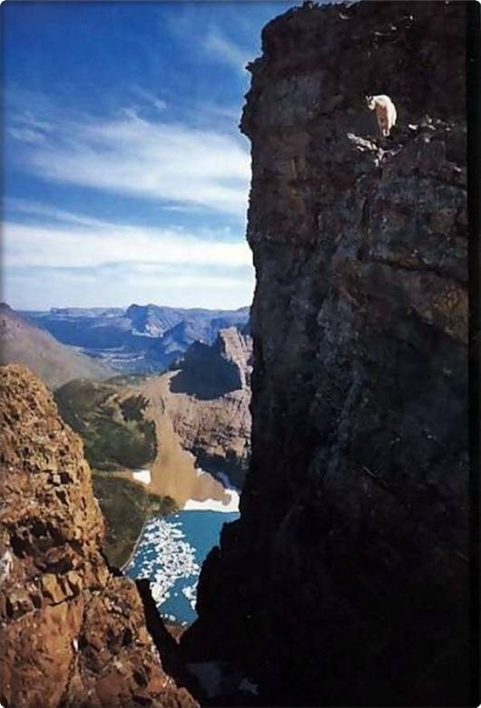 brave_mountain_goats