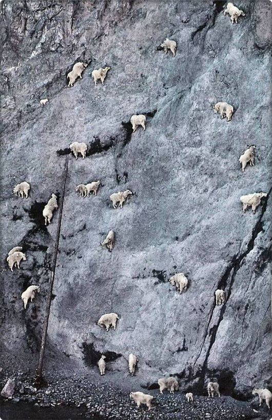 brave_mountain_goats