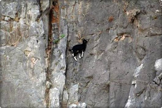 brave_mountain_goats
