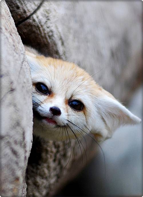 Cute Fennec Foxes | Funzug.com