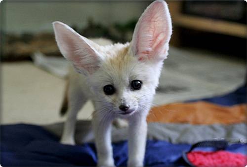 Cute Fennec Foxes