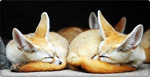Cute Fennec Foxes