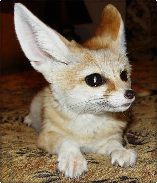 Cute Fennec Foxes