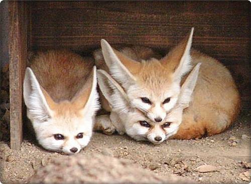 Cute Fennec Foxes