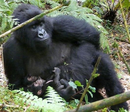 Cute Little Baby Animals